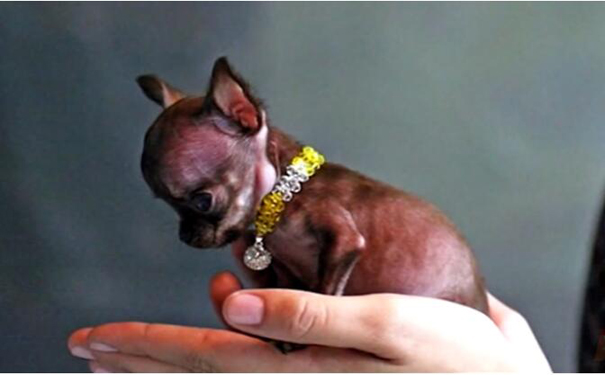 拥有30万粉丝的“网红狗”，被科学家克隆49次，刷新世界纪录.jpg